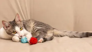 Дай лапку: Тетрис, Боня и Семен ищут дом