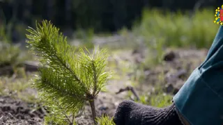 Во Владимирской области восстановят шесть с половиной тысяч гектаров леса