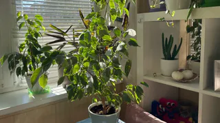 Ставить только сюда: нашла идеальное место для фикуса - и зеленью порадует, и богатство притянет