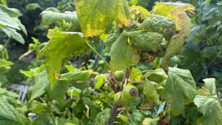 Аромат лета на всю зиму: Дочь рассказала, как во Франции заготавливают листья малины и смородины для чая - сейчас делаю только так