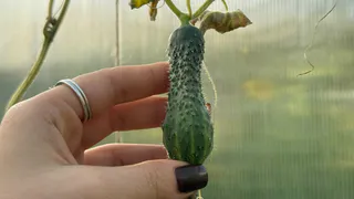 Посадил урожайные огурцы — остался с пустоцветом: эти сорта дачники зря берут каждый год