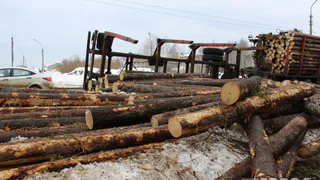 Народная новость: В  селе Агро-Пустынь Рязанской области  не прекращают вырубать лес