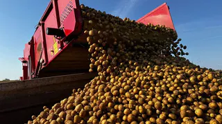 В Коми завершают сезон сбора картофеля и открытых овощных культур