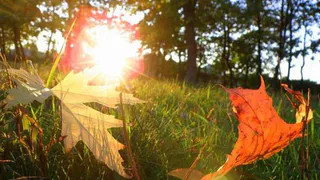 Придет ли в Нижнекамск бабье лето?