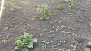 Кладу 1 горсть в лунку при посадке картофеля — клубни вырастают крупнее кулака и не болеют