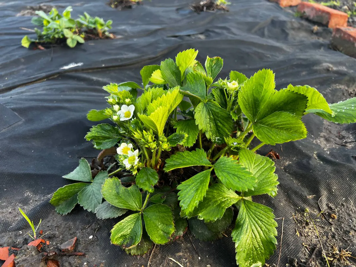 Оплошность садоводов: с чем нельзя сажать клубнику ни в коем случае - запомните раз и навсегда