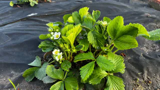 Бросаю 2 жмени зимой под клубнику прямо по снегу: летом ем сладкие ягоды размером с яблоко