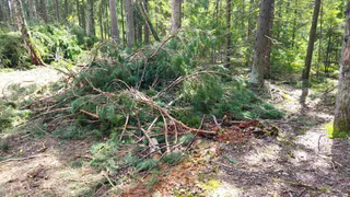 Прокуратура требует очистить леса Гороховецкого района