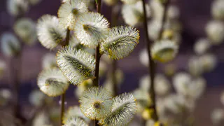 Стало известно, как пройдет Пасха в Магнитогорске