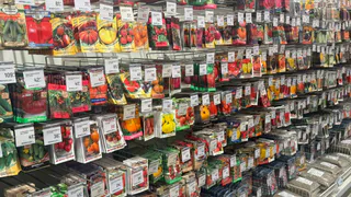 Замачивать семена перед посадкой или сеять сухими? Агроном объясняет, в каких случаях обработка спасает рассаду, а когда только вредит