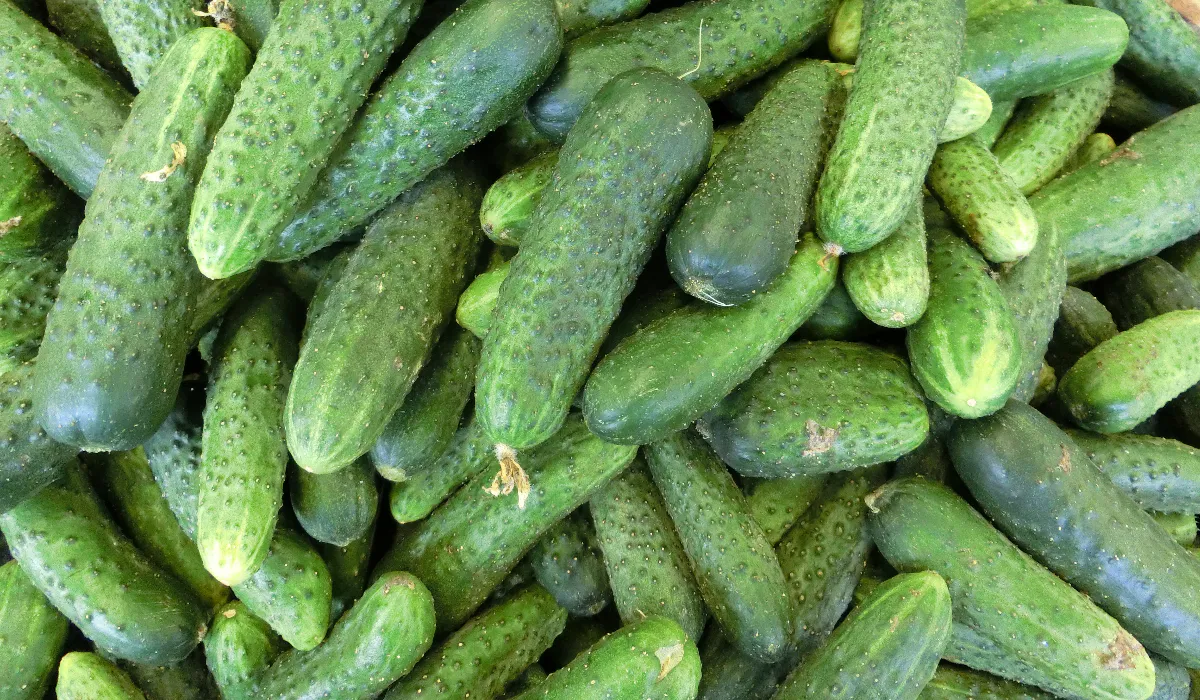 Ранний урожай огурцов: лучшие сорта для дачников