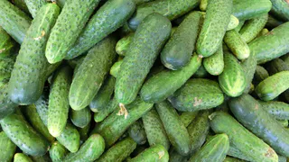 Как выбрать ранние сорта огурцов для дачи: советы опытных дачников