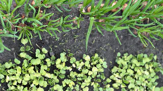 Миска крупы вместо 10 кг навоза: бросаем даже на снег - весной земля приятнее шелка 