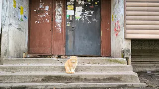 В Магнитогорске стартовала новогодняя акция помощи брошенным животным