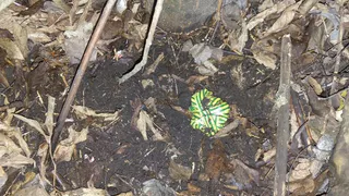 Двух муромлян осудят за попытку сбыта более ста свёртков запрещённых веществ