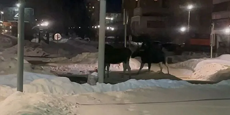 В Заречном стадо лосей бродит по улицам города