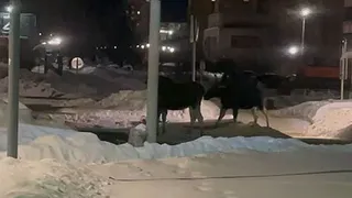 В Заречном стадо лосей бродит по улицам города