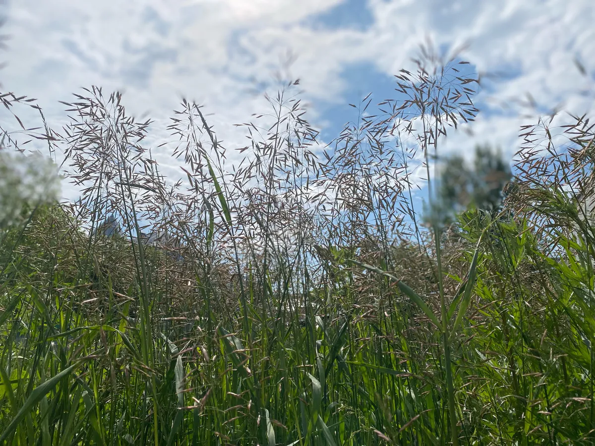 26 июня порадует Челябинскую область летними температурами, но иногда с дождем и ветром