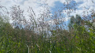 26 июня порадует Челябинскую область летними температурами, но иногда с  дождем и ветром