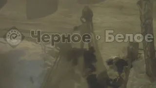 Участники ночной драки в Магнитогорске не имеют претензий друг к другу