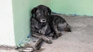 В микрорайоне Юрьевец во Владимире ввели карантин по бешенству животных