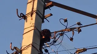 В Коми спасли застрявшую на столбе кошку