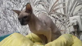 Если кошка вас часто лижет, не спешите радоваться - специалисты пояснили, зачем питомцы на самом деле так делают