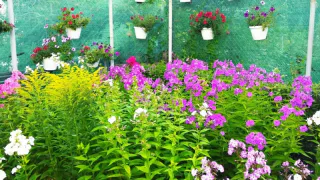 Одно из самых востребованных растений у дачников запретили выращивать: новое правило с мая