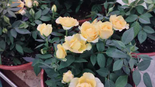 Немедленно уберите этот комнатный цветок из вашего дома: притягивает несчастья и беды вопреки приметам