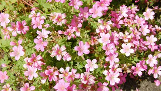 Как правильно высаживать и ухаживать за пеларгонией на даче