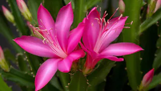 2 капли в воду — декабрист распушится соцветиями: идеальный раствор для быстрого цветения