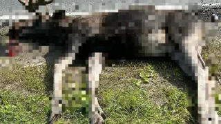 В Касимовском районе водитель легковушки сбил лося