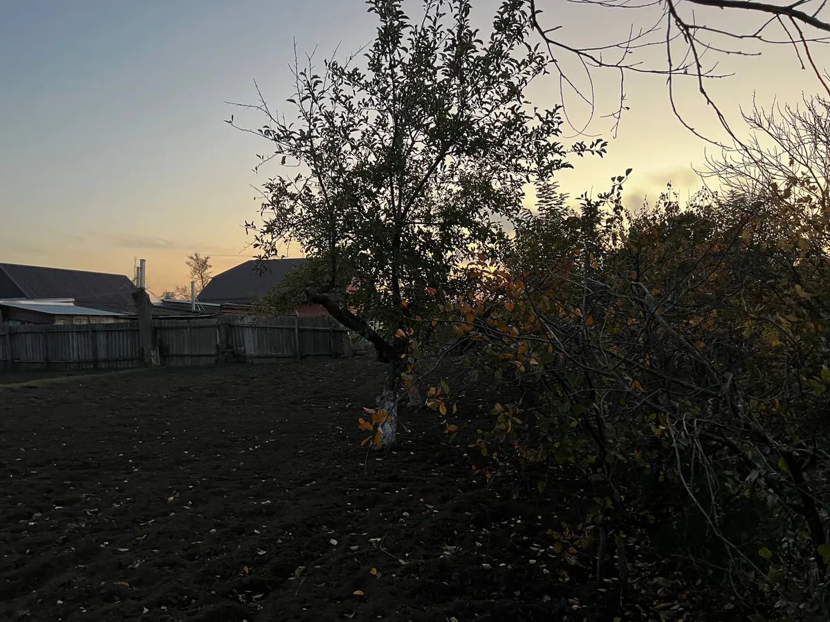 Разводим 10 мл в ведре воды — и яблони плодоносят как не в себя каждый год: ни тли, ни монилиоза весь сезон