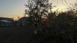 Разводим 10 мл в ведре воды — и яблони плодоносят как не в себя каждый год: ни тли, ни монилиоза весь сезон  