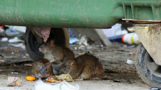 Улица антисанитарии: на Белякова поселились бездомные и крысы