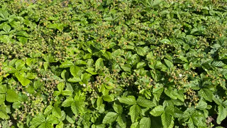 Кисло, ярко и недолго: эту ягоду выращивают даже те, кто её не любит