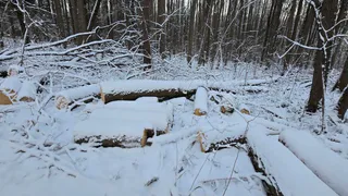 Во Владимире выявили незаконную вырубку 15 деревьев в парке «Дружба»