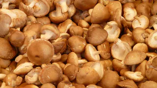 Названы съедобные грибы, которые становятся ядовитыми в супе - не вздумайте их собирать