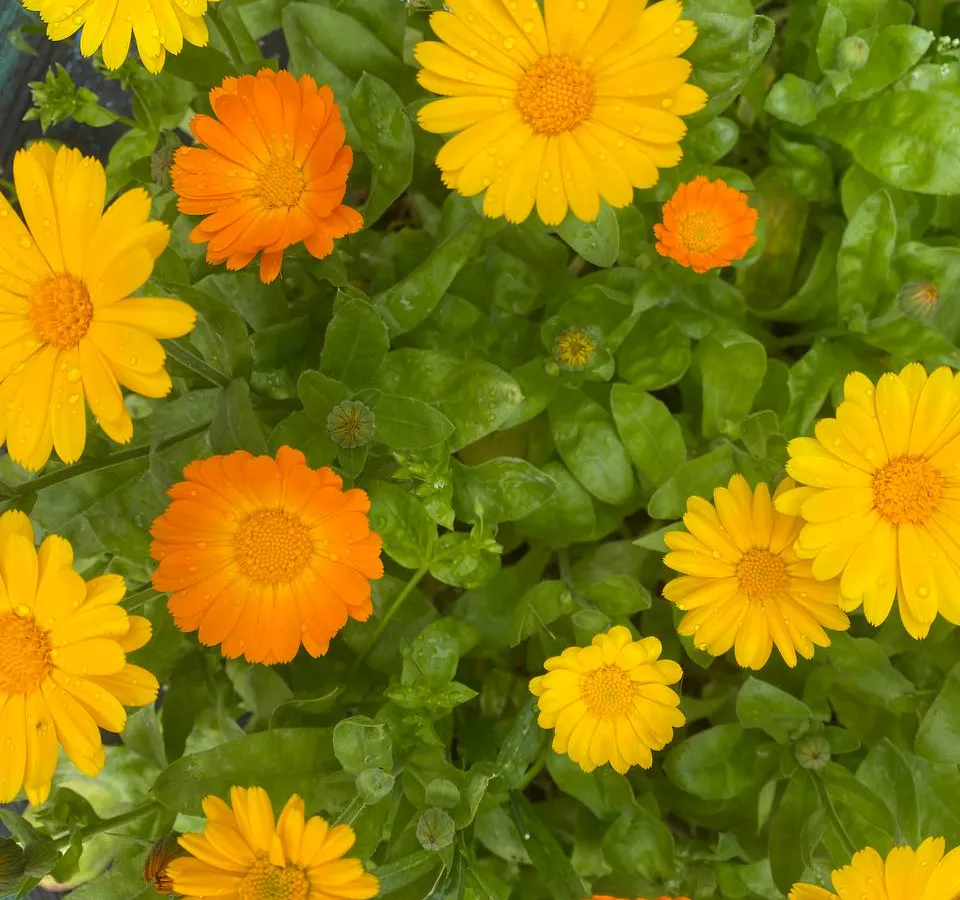 Гороскоп на 1 июля советует сохранять хладнокровие и тщательно планировать дела