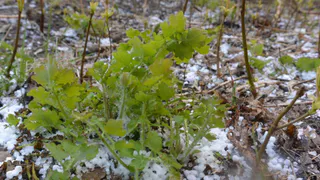 Дождь с морозом: погода в Рязани на пятницу