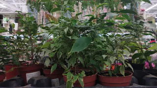 Домашние вампиры: 6 вещей в доме, которые крадут ваше здоровье день за днем