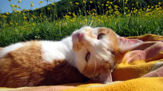 В Брянской области 2 августа ожидается +30ºC жара