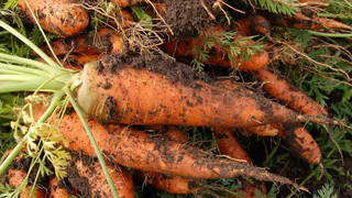 Забудьте про пустые грядки: просто смешайте семена с этим чудо-средством – и получите шикарные всходы