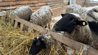 В Татарстане ужесточат проверку ввоза скота перед праздником Курбан-байрам