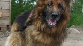 Рязанский волонтер: "Я устала быть рабом 20 собак"