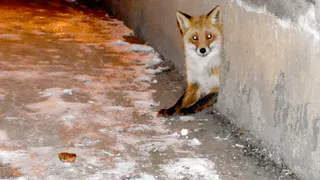 Необычный сосед: у новомичуринцев в подвале поселилась лиса, теперь ее кормит весь дом