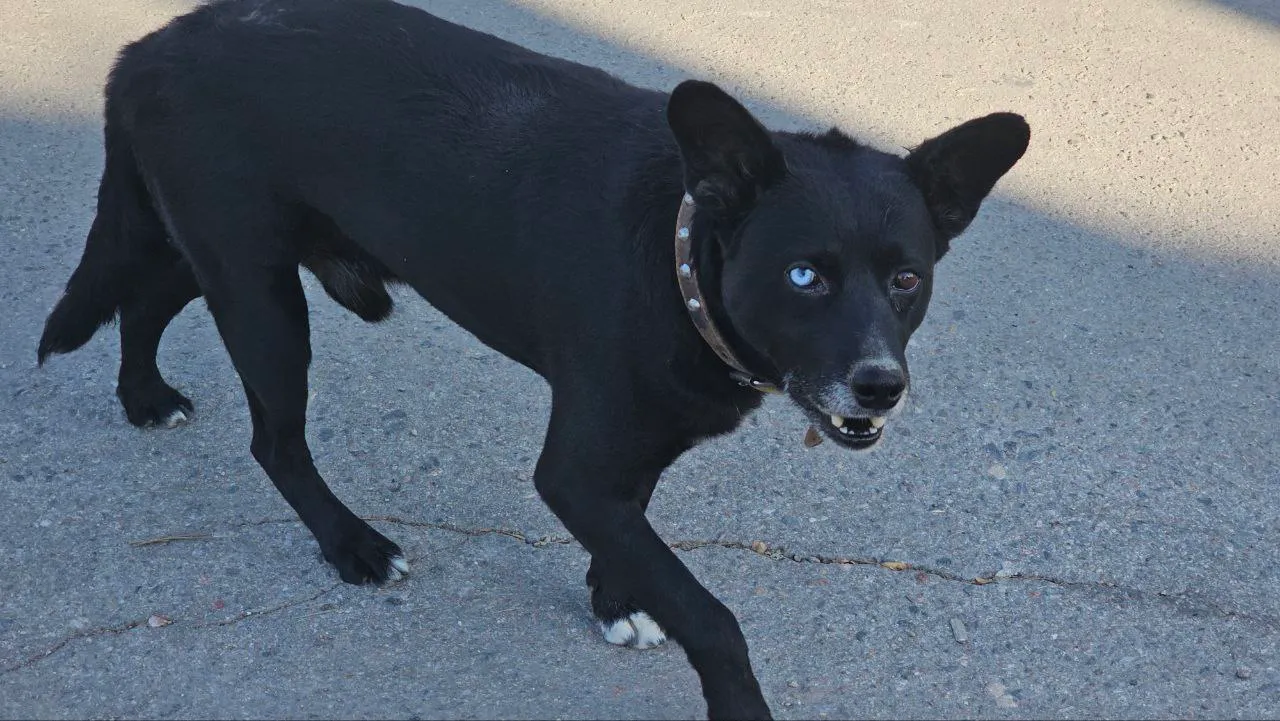 «20 дней на спасение»: в Татарстане начнут усыплять бездомных собак после нападений на людей