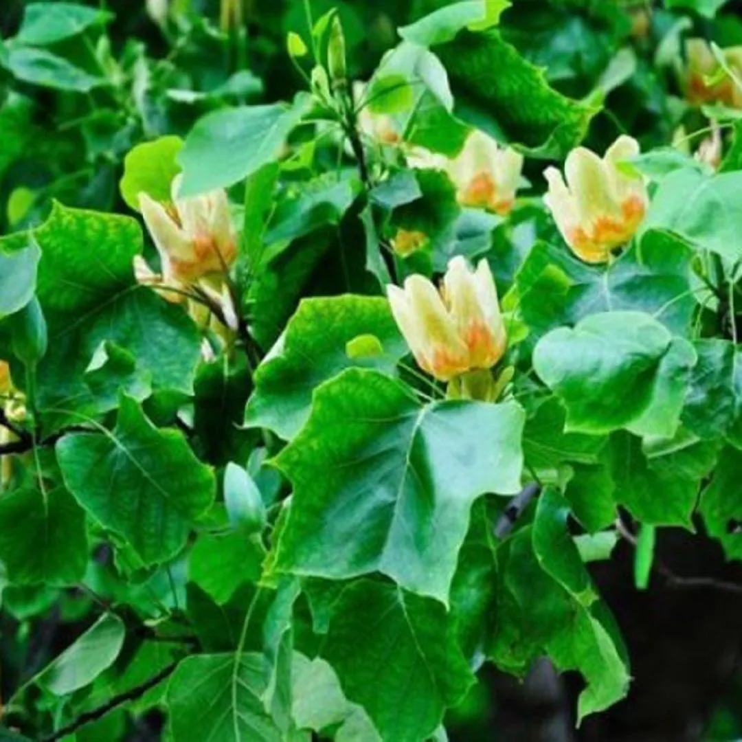 Второе изображение экскурсии