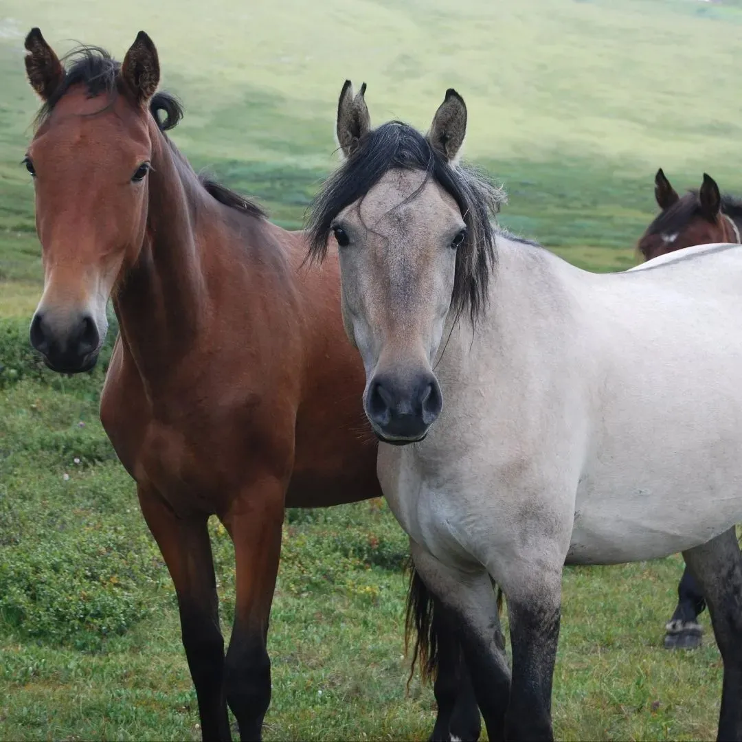 Конная прогулка по Алтаю: экскурсия по живописным местам