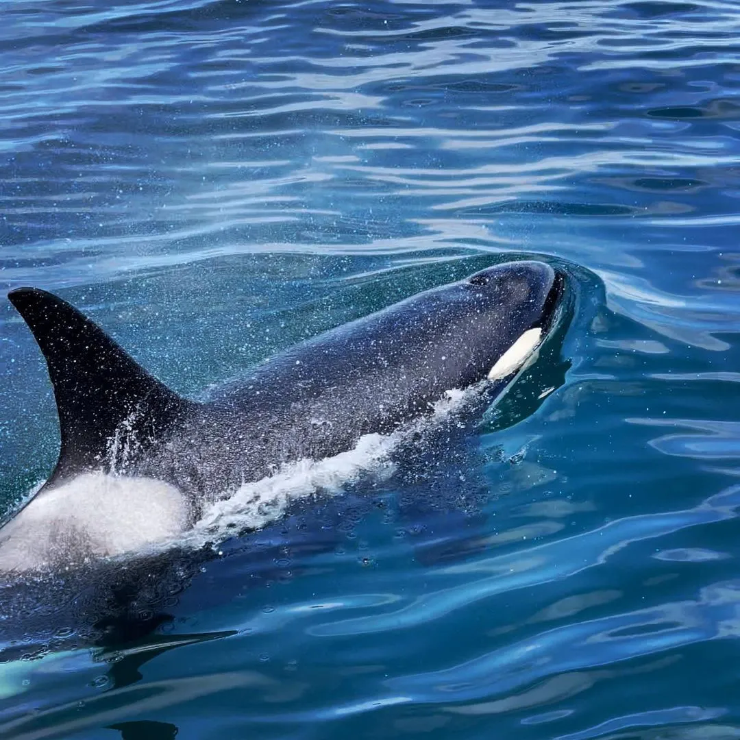 Морская прогулка в бухту Русская: шанс увидеть косаток